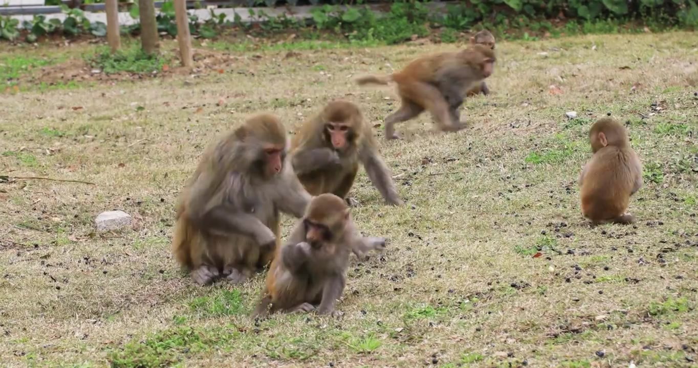 可爱的野猴 苏州上方山视频素材
