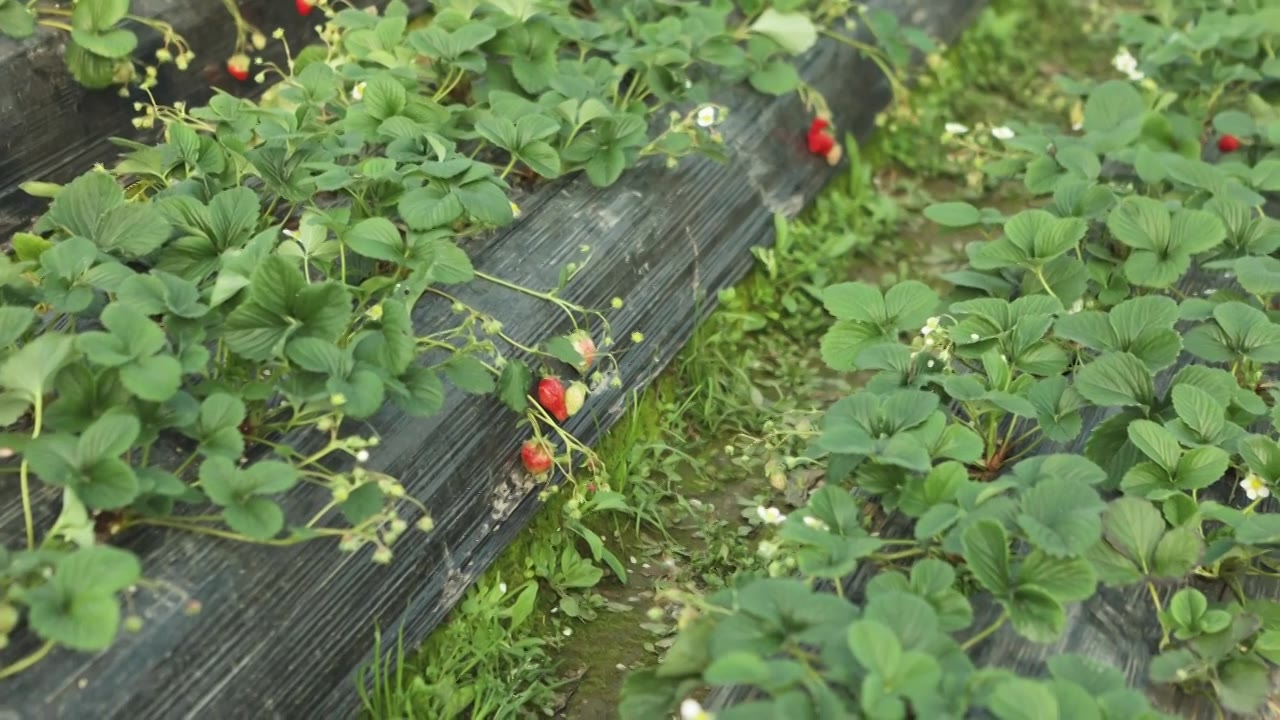 草莓园视频下载