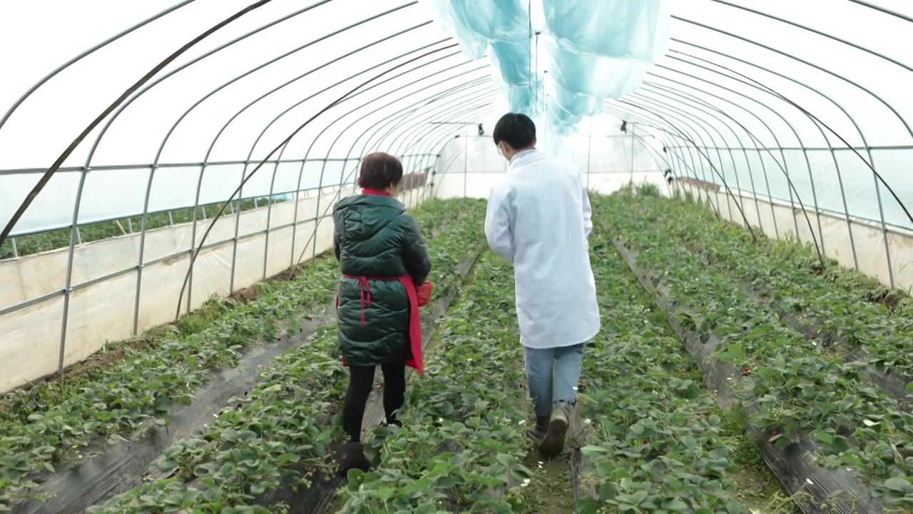一位男性植物学家帮助农民研究和检查草莓园的种植情况视频下载