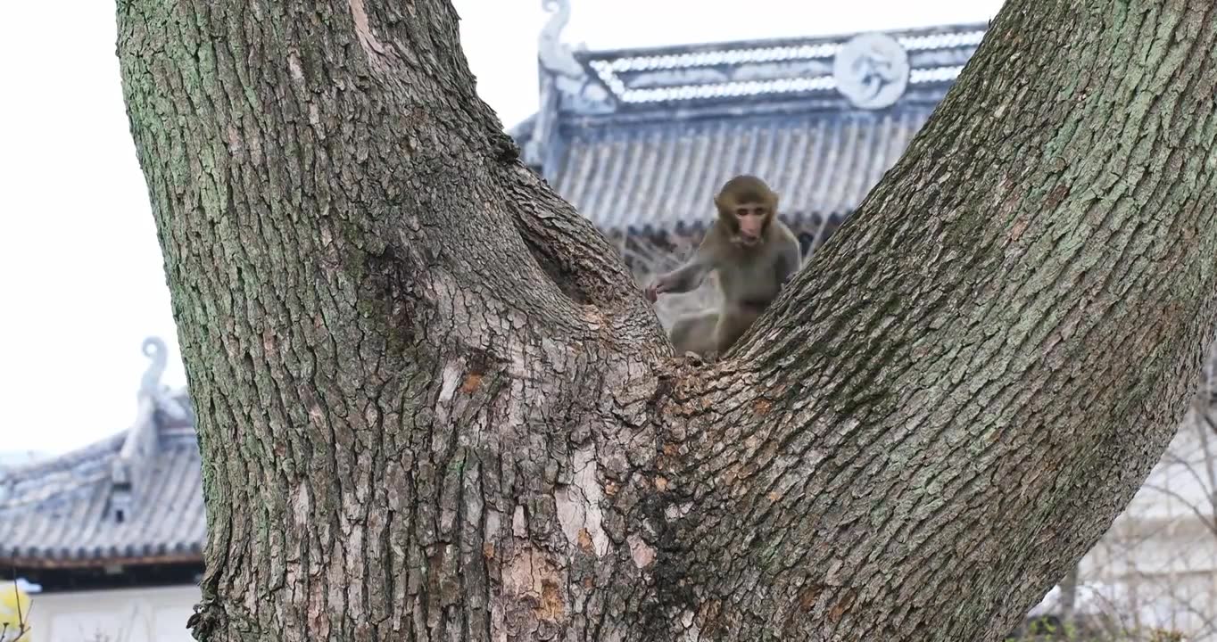 树上玩耍的可爱猴子 苏州上方山野猴视频素材