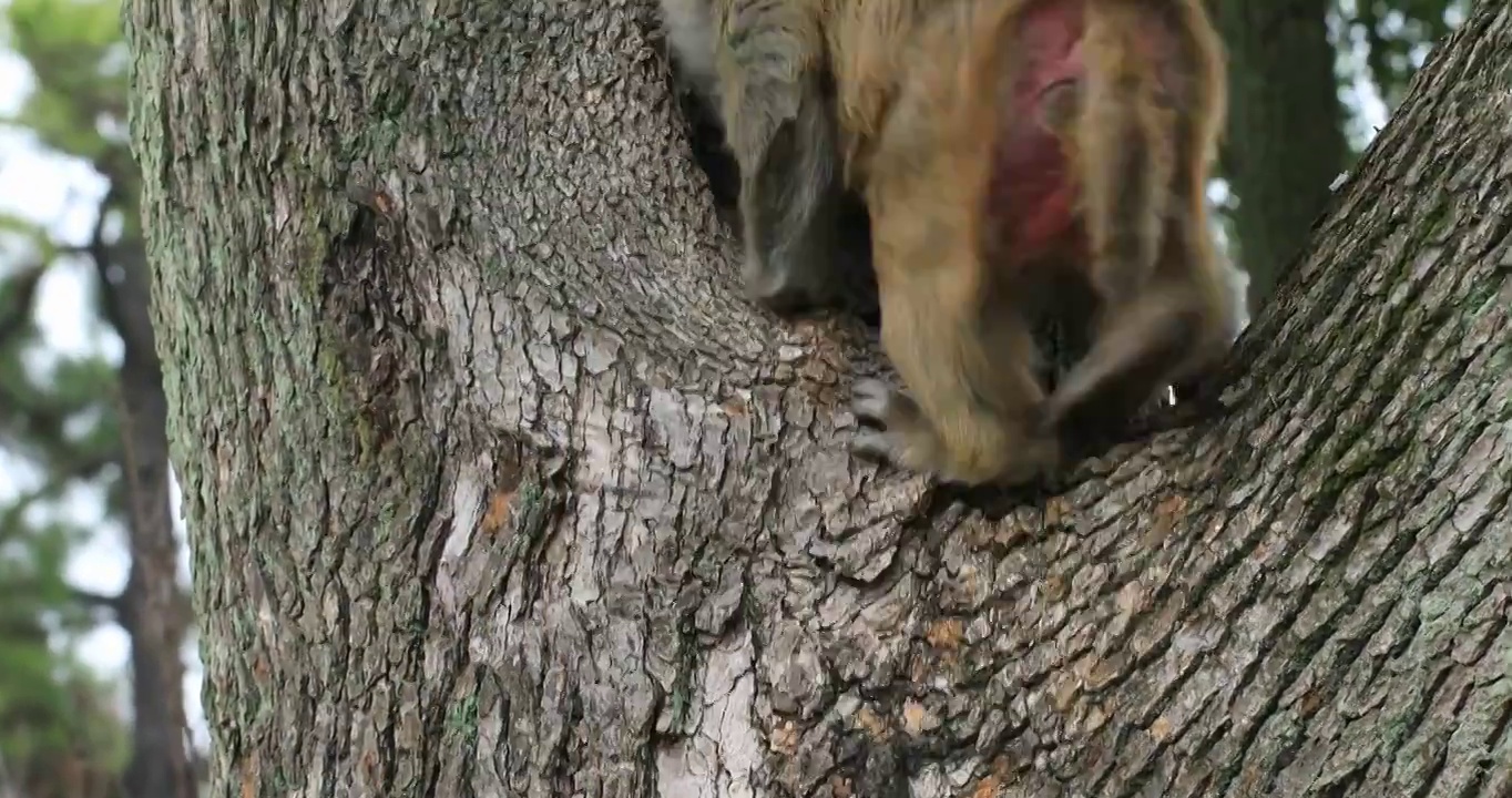 树上玩耍的可爱猴子 苏州上方山野猴视频素材