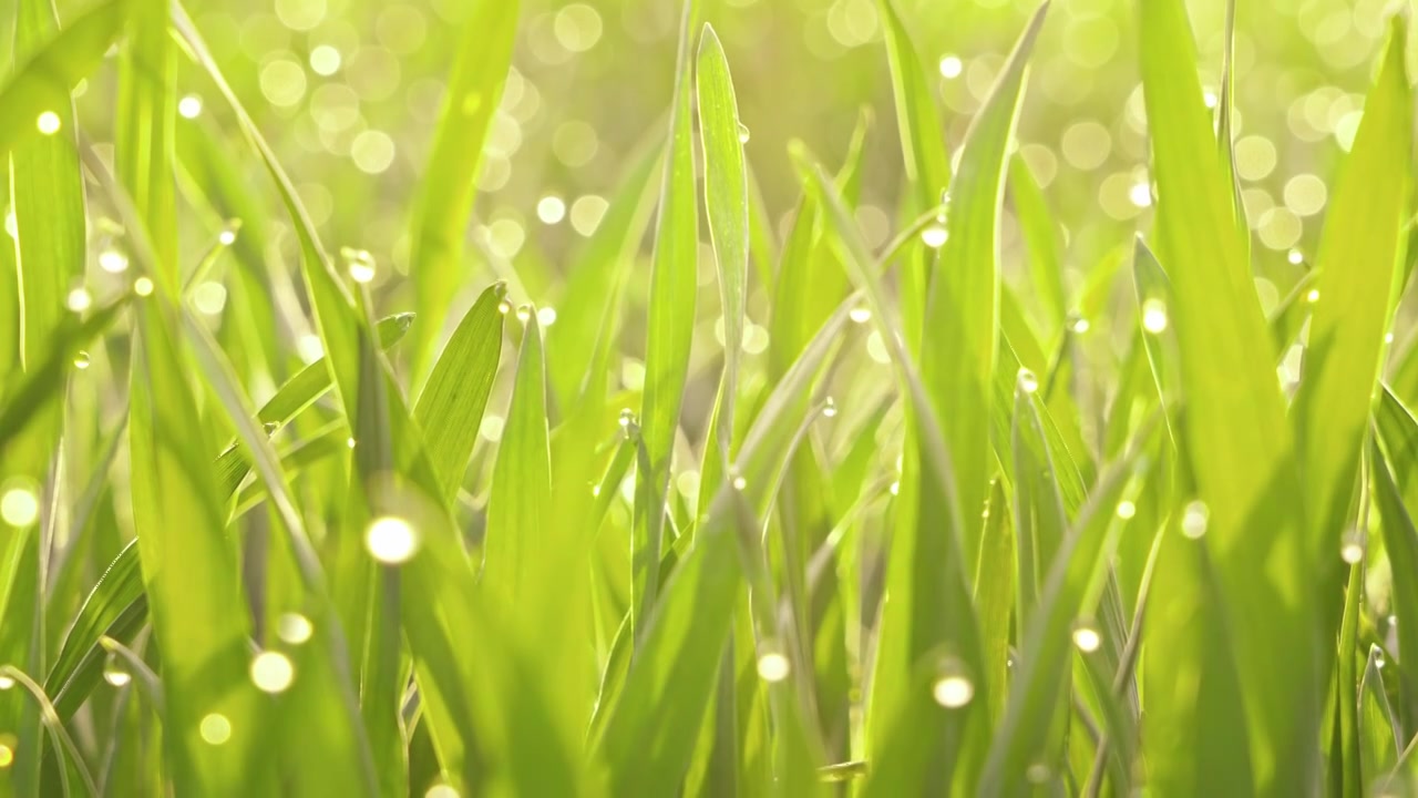 早晨阳光下的小草绿叶露水露珠视频素材