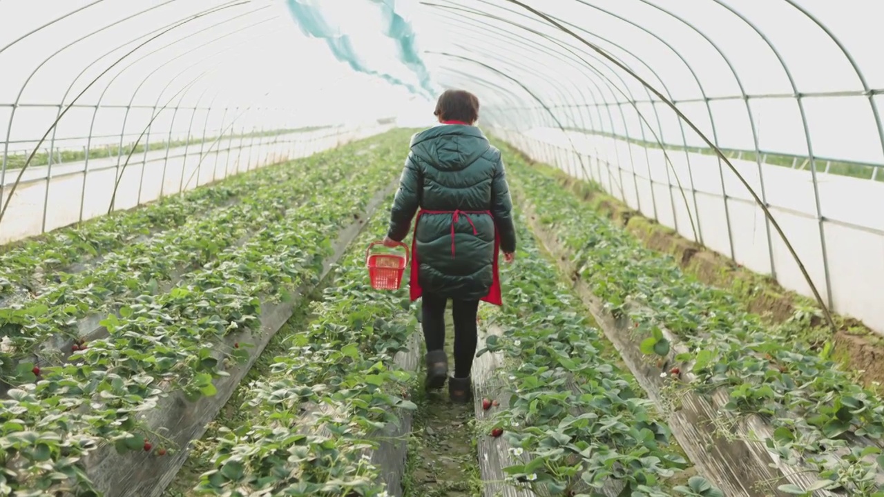 一个亚洲女性农民正在大棚里种植草莓视频下载