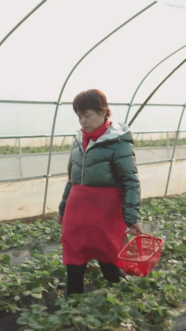 一个亚洲女性农民正在大棚里种植草莓视频素材