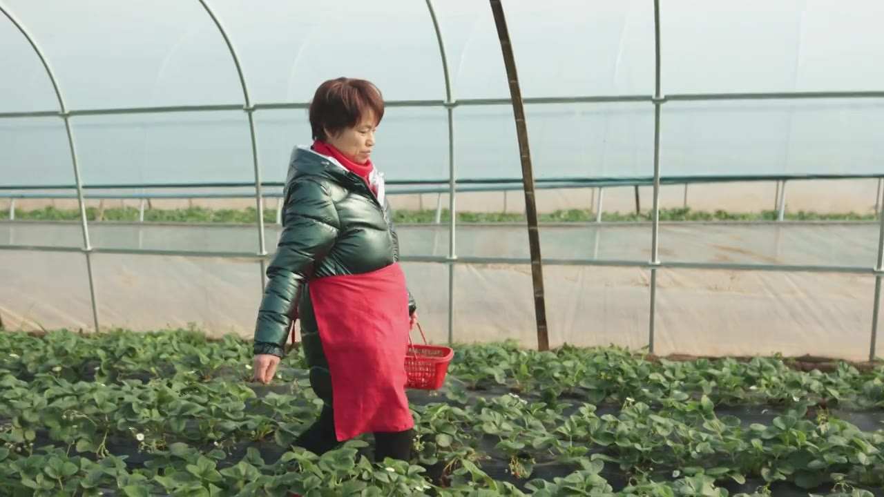 一个亚洲女性农民正在大棚里种植草莓视频下载