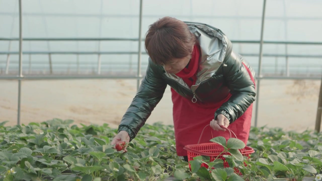一个亚洲女性农民正在大棚里种植草莓视频素材