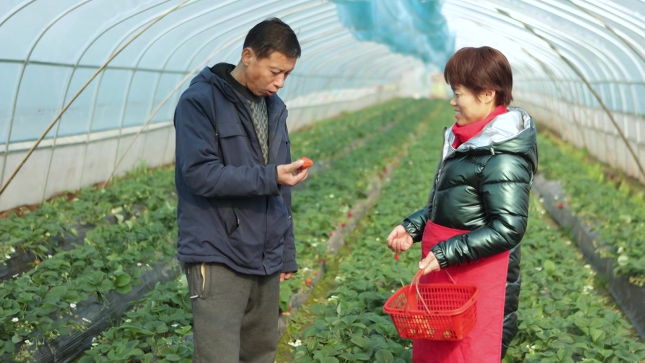 两个亚洲农民在草莓园里采摘草莓视频下载