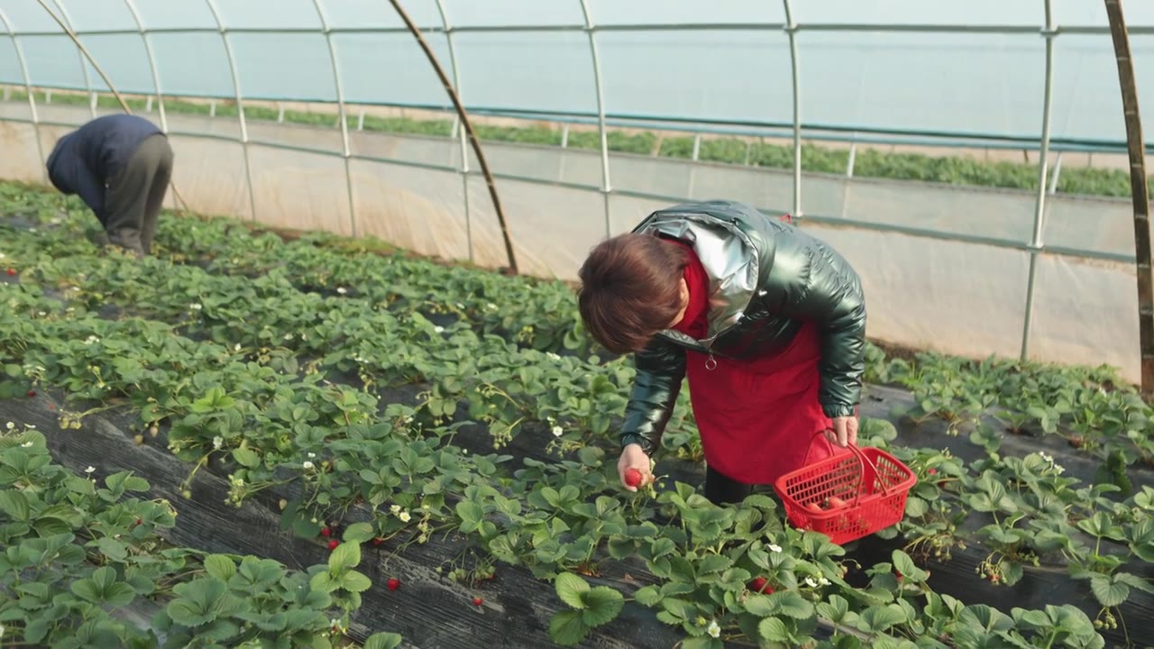 两个亚洲农民在草莓园里采摘草莓视频下载