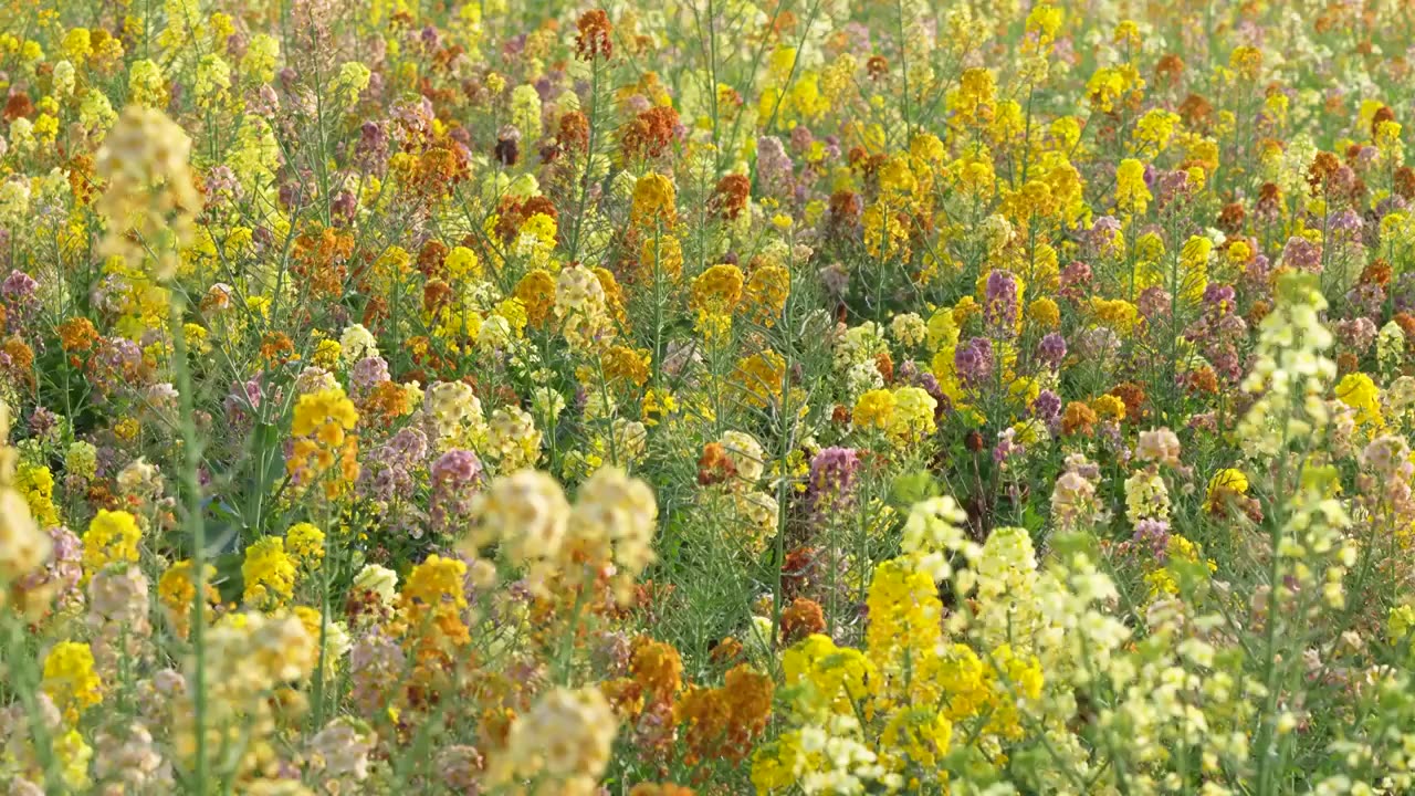 春天莫奈花园彩色油菜花蝴蝶蜜蜂采蜜农业视频素材