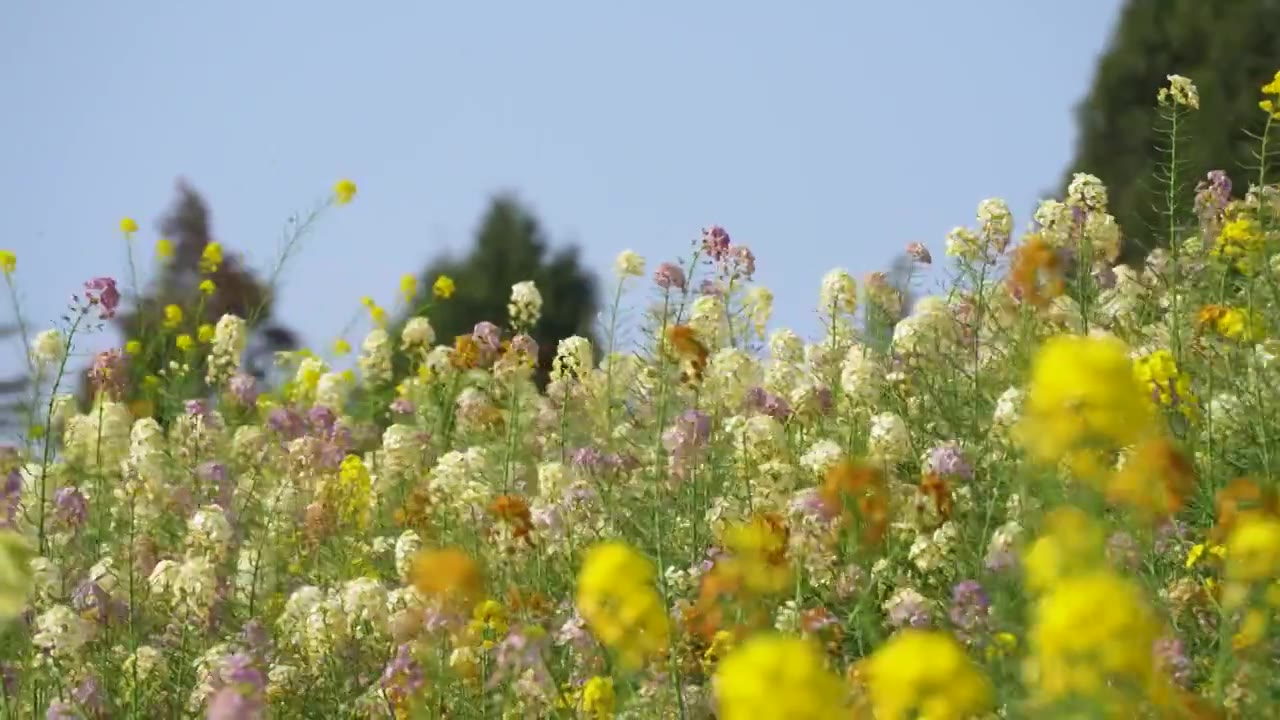 春天莫奈花园彩色油菜花蝴蝶蜜蜂采蜜农业视频素材
