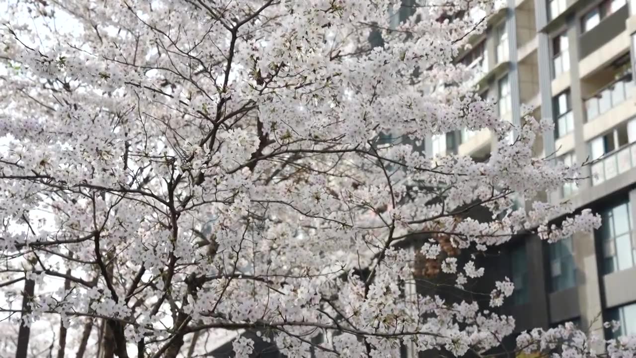 湖北恩施市城区清江岸边盛开的樱花视频下载