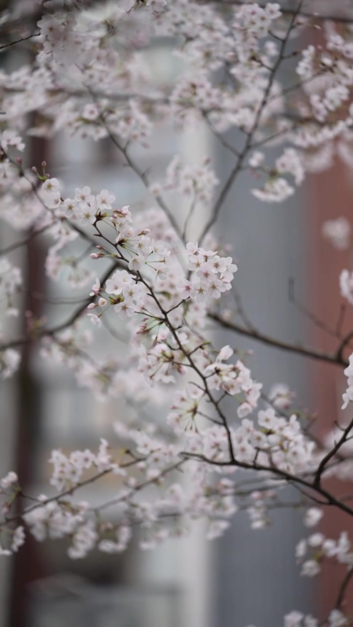 湖北恩施市城区清江岸边盛开的樱花视频下载