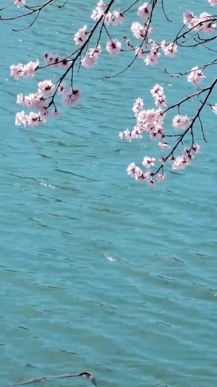 波光粼粼湖水背景下盛开的桃花实时视频视频素材