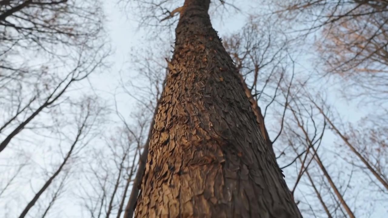冬天的树木树干空镜运镜特写视频下载