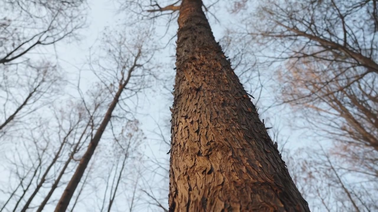 冬天的树木树干空镜运镜特写视频素材