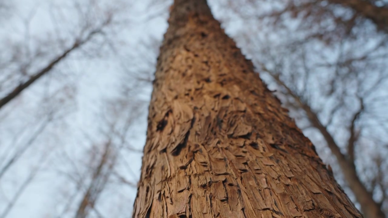 冬天的树木树干空镜运镜特写视频素材