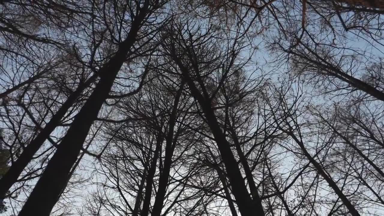冬天的树木树干空镜运镜特写视频下载