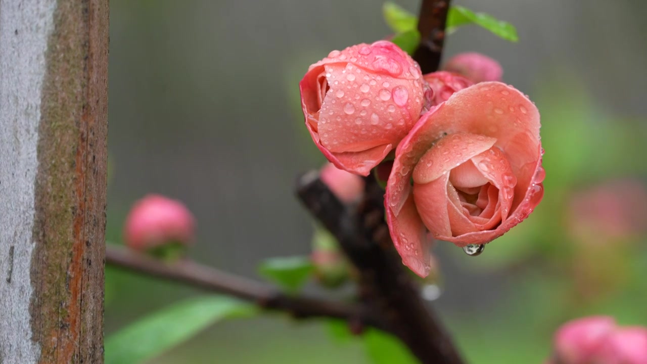 春开盛开的海棠花视频素材