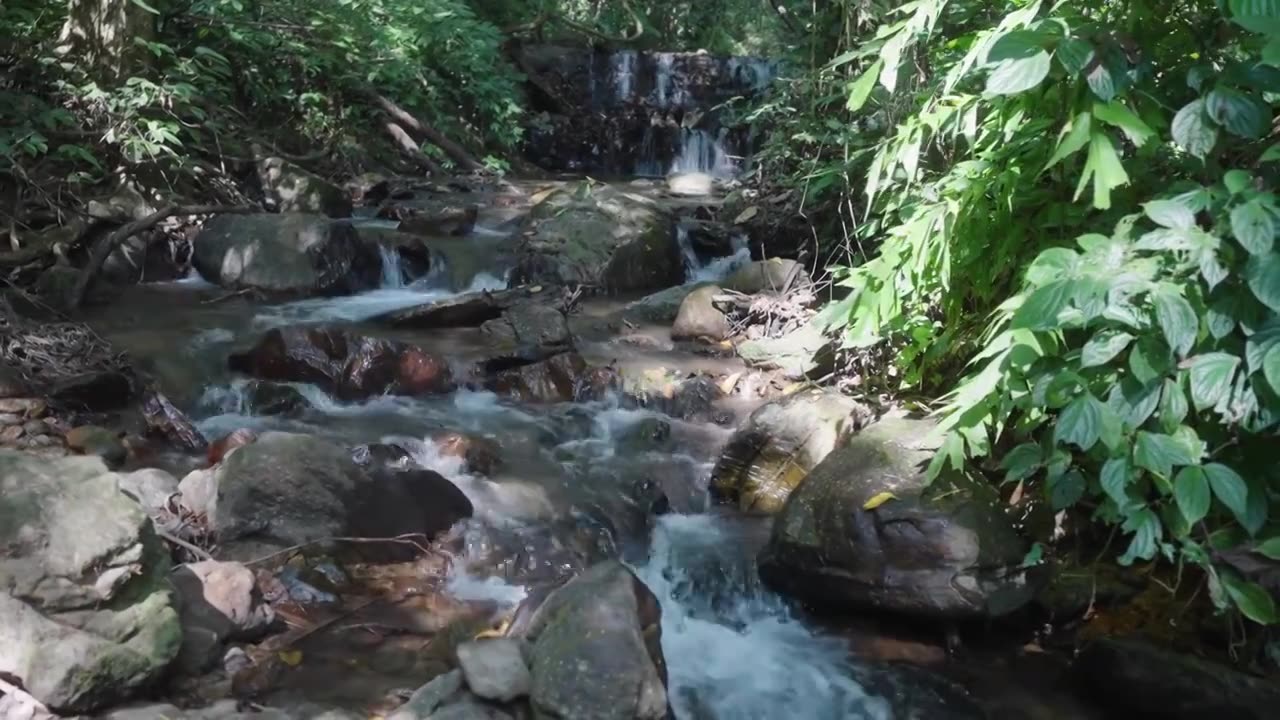 森林中的小溪视频下载