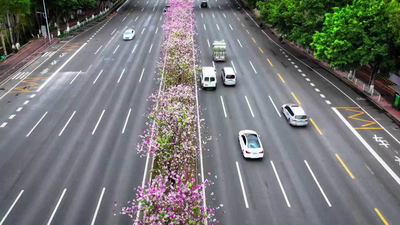 四季花城，缤纷春天，洋紫荆花盛开的城市道路视频素材