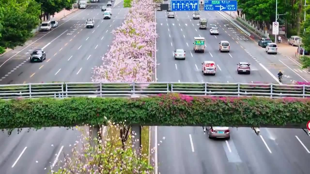 四季花城，缤纷春天，洋紫荆花和黄花风铃木盛开的城市道路视频下载