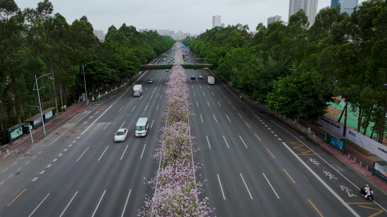 四季花城，缤纷春天，洋紫荆花和黄花风铃木盛开的城市道路视频下载