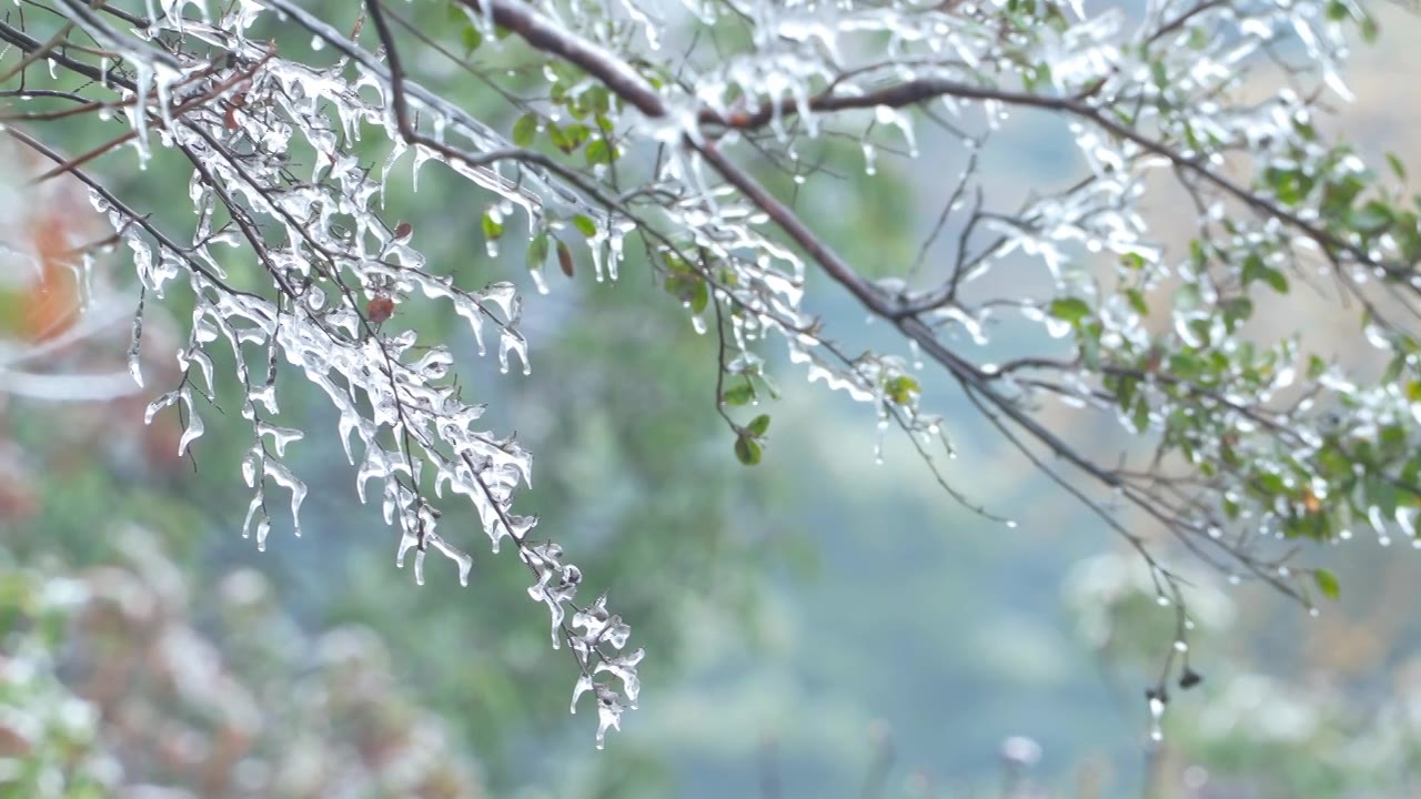 【合集】杭州冬天冷空气寒潮降温中的西湖龙井茶园冻雨雨淞雾凇融化春天自然治愈风景视频素材