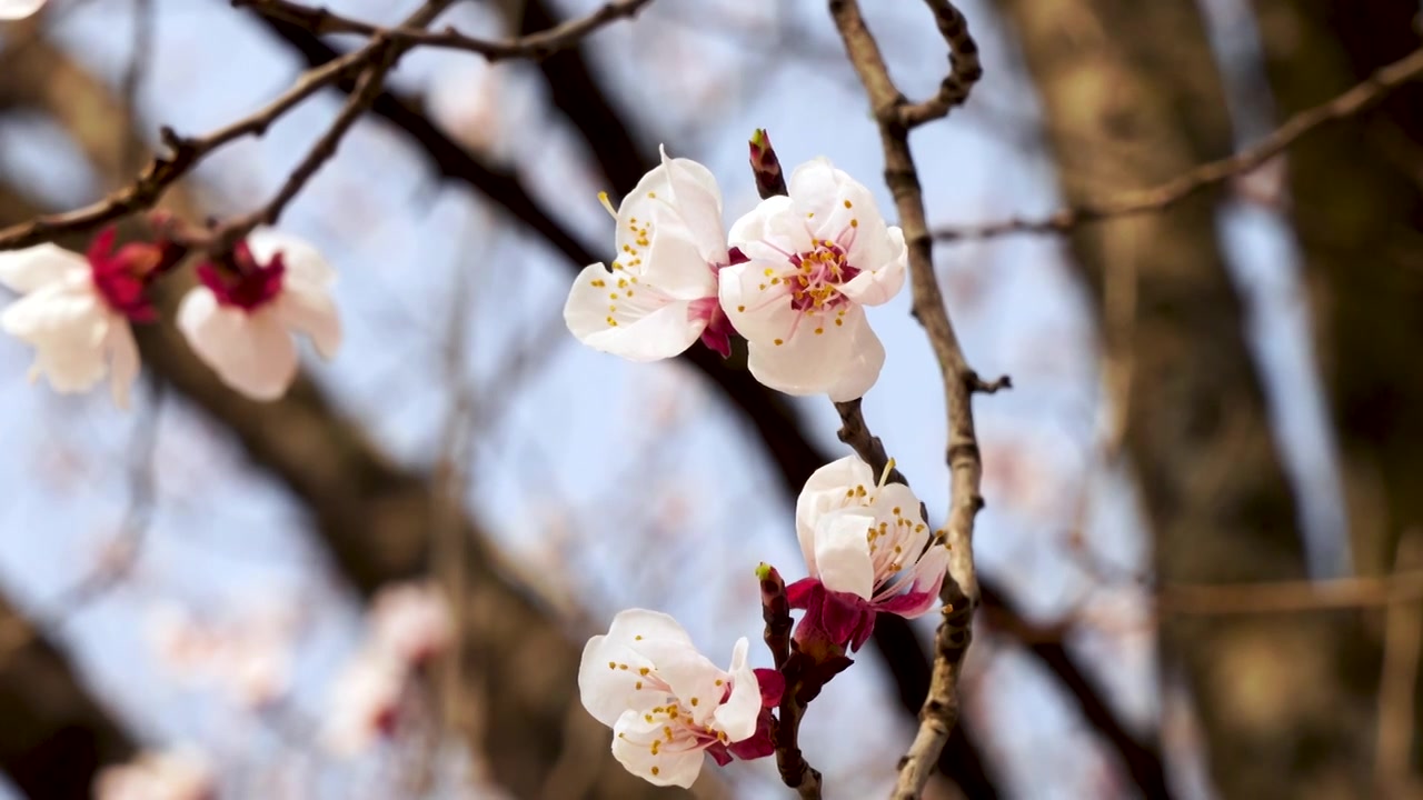 （合集）春天盛开的杏花花朵特写视频素材