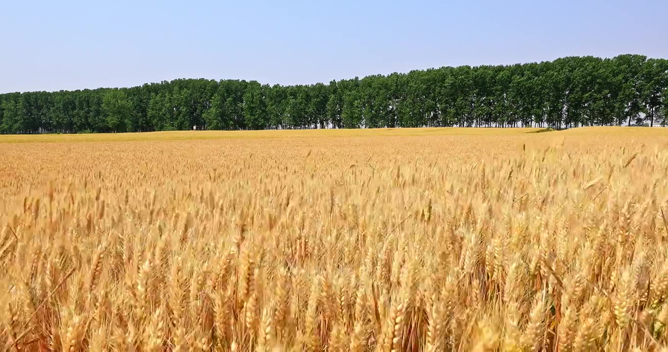 农田里成熟的麦田自然风光视频下载