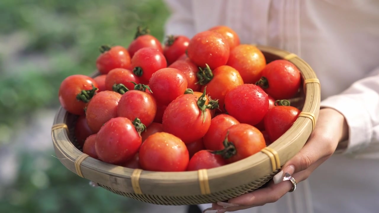 农产采摘的新鲜番茄视频素材