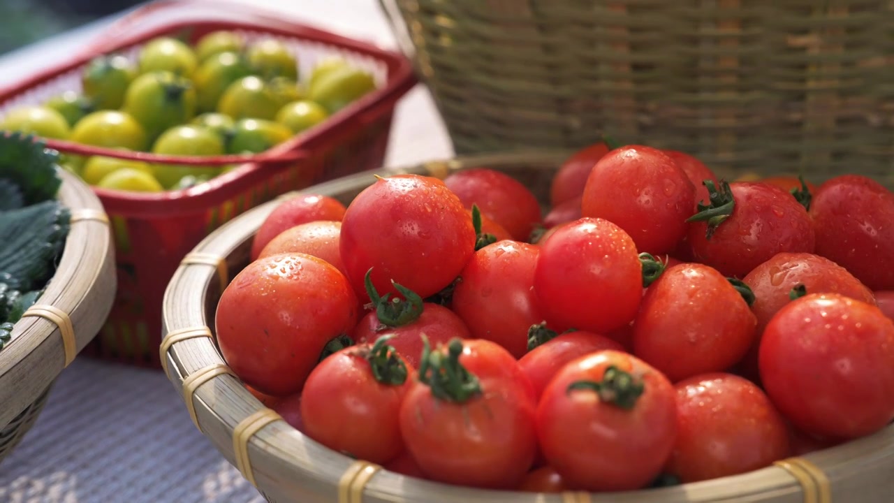农产采摘的新鲜番茄视频下载