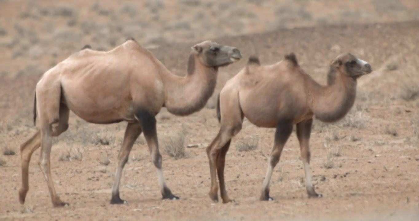 野骆驼视频下载