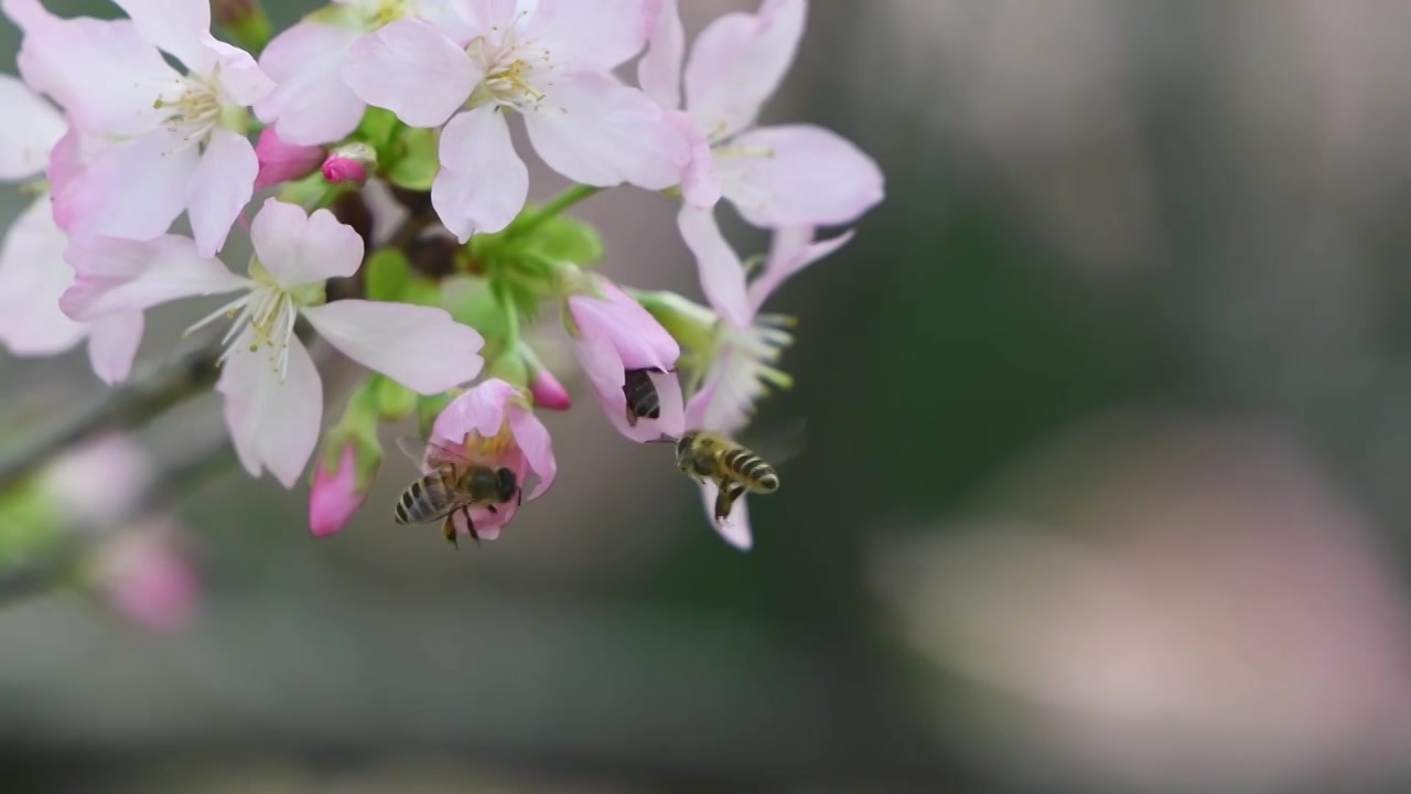 春天樱花和蜜蜂视频下载