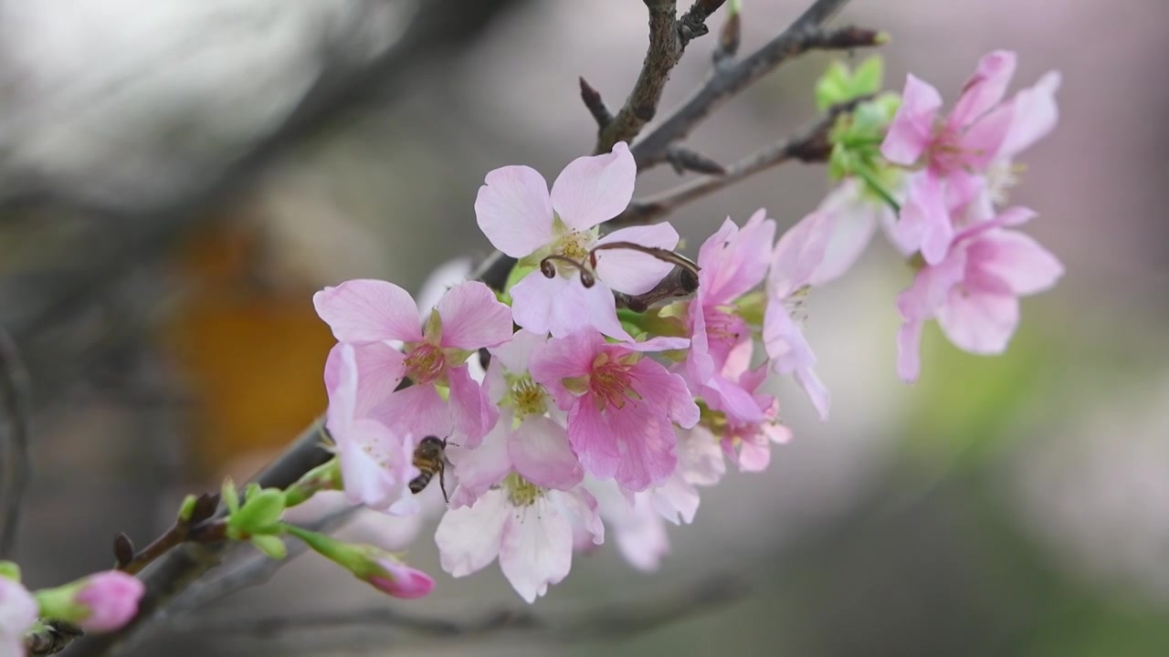 春天樱花和蜜蜂视频下载