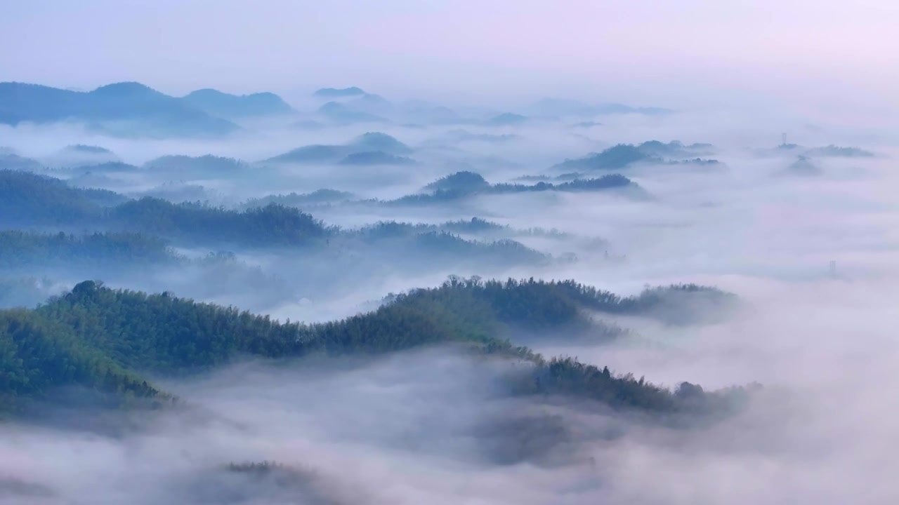 晨雾中的竹林视频素材