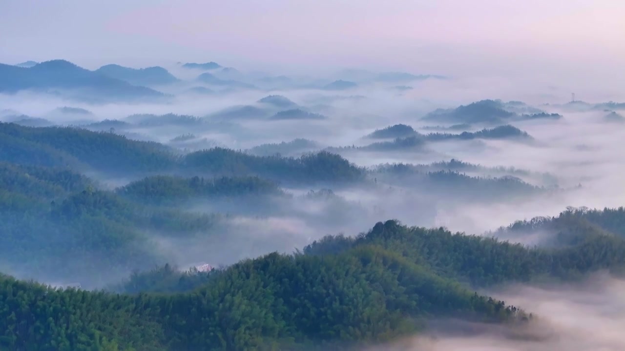 晨雾中的竹林视频下载