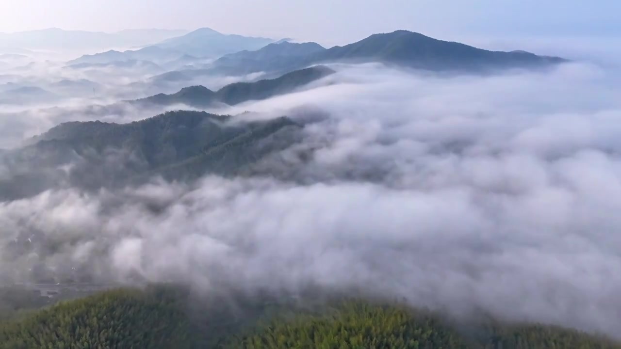 晨雾中的竹林视频下载