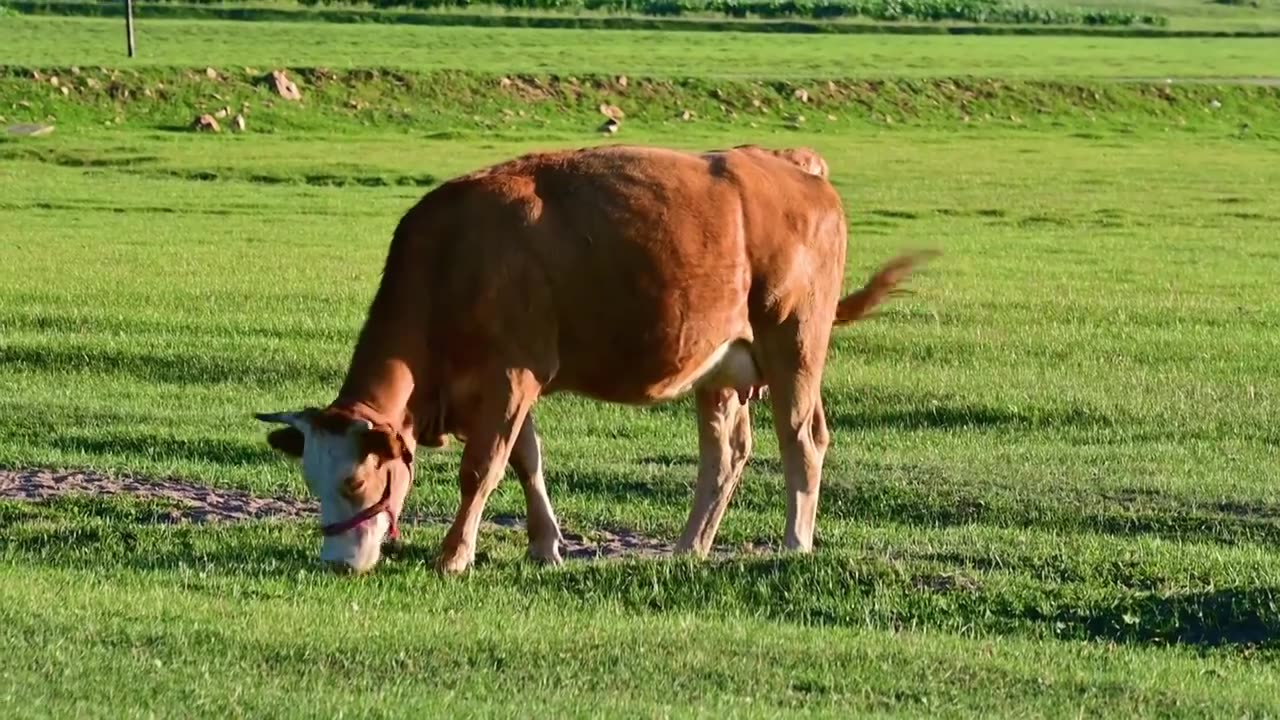 草原天路草地上吃草的牛群生态放牧合集视频下载