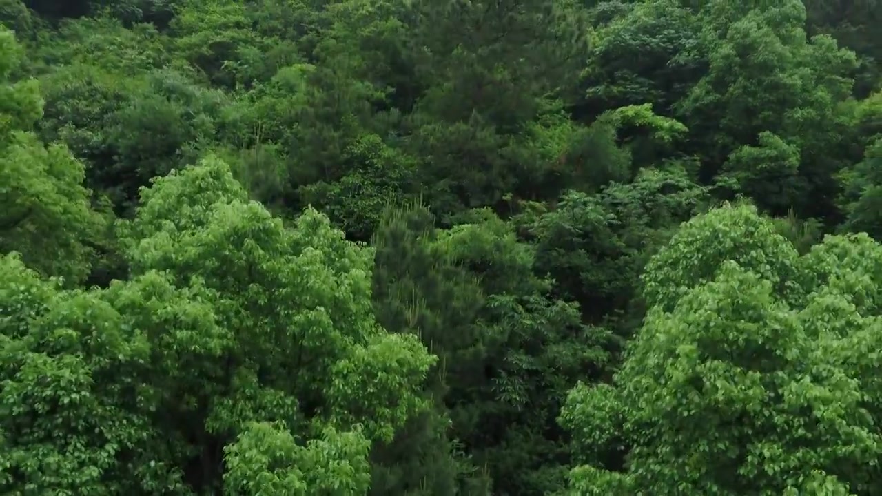 航拍南方夏天山上树木密林视频下载