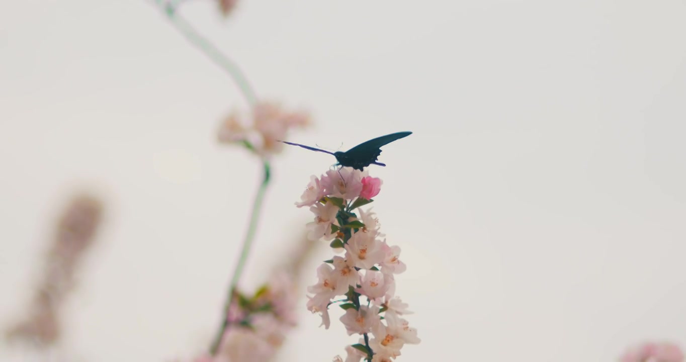 春天盛开的粉色海棠花蝴蝶飞舞视频下载