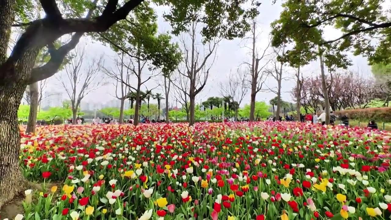 上海静安区大宁公园郁金香花展风景视频下载