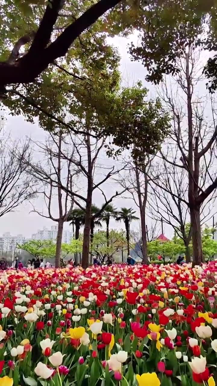上海静安区大宁公园郁金香花展风景视频下载