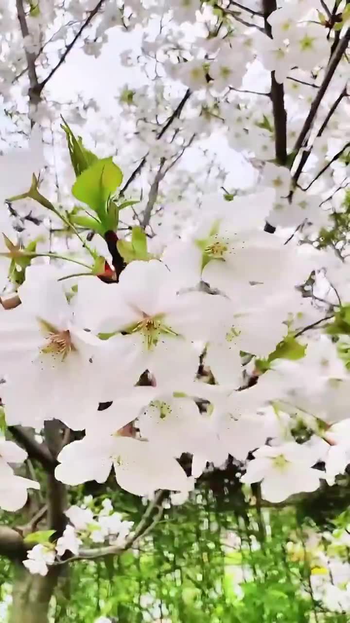 上海大宁灵石公园春天樱花盛开风景视频下载