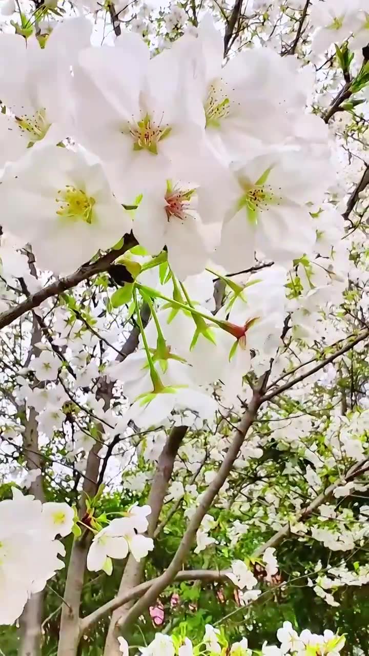 上海大宁灵石公园春天樱花盛开风景视频下载