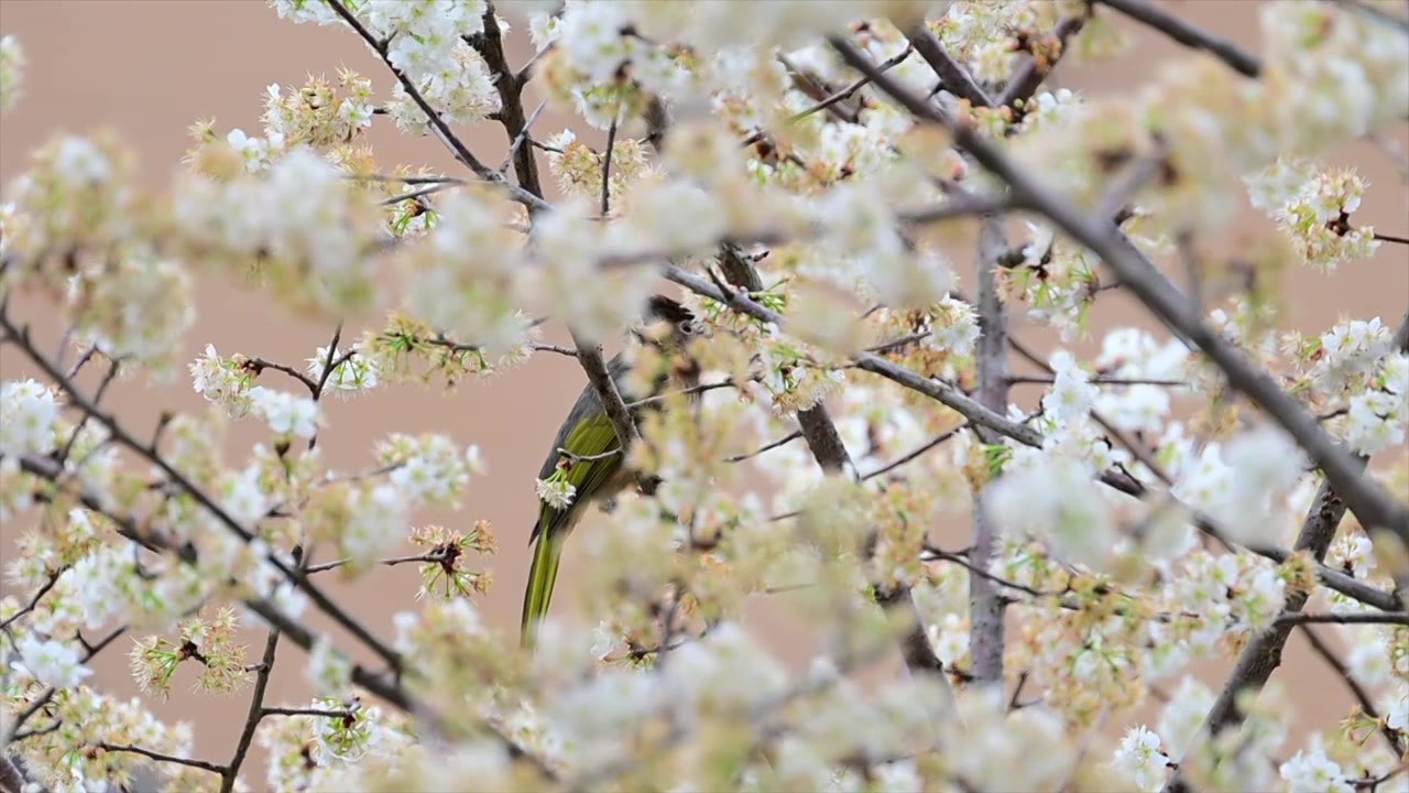 梨花树上绿翅短脚鹎视频下载