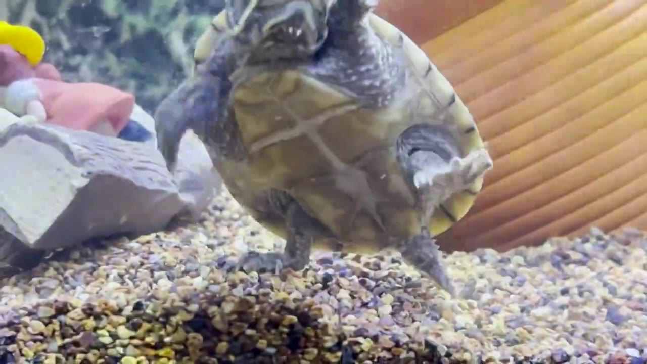水中的刀背麝香龟视频下载