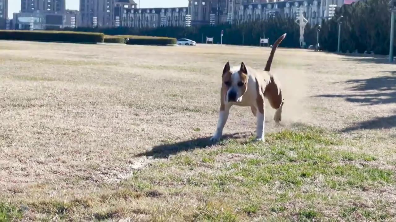 大连星海广场草地上的狗狗视频下载
