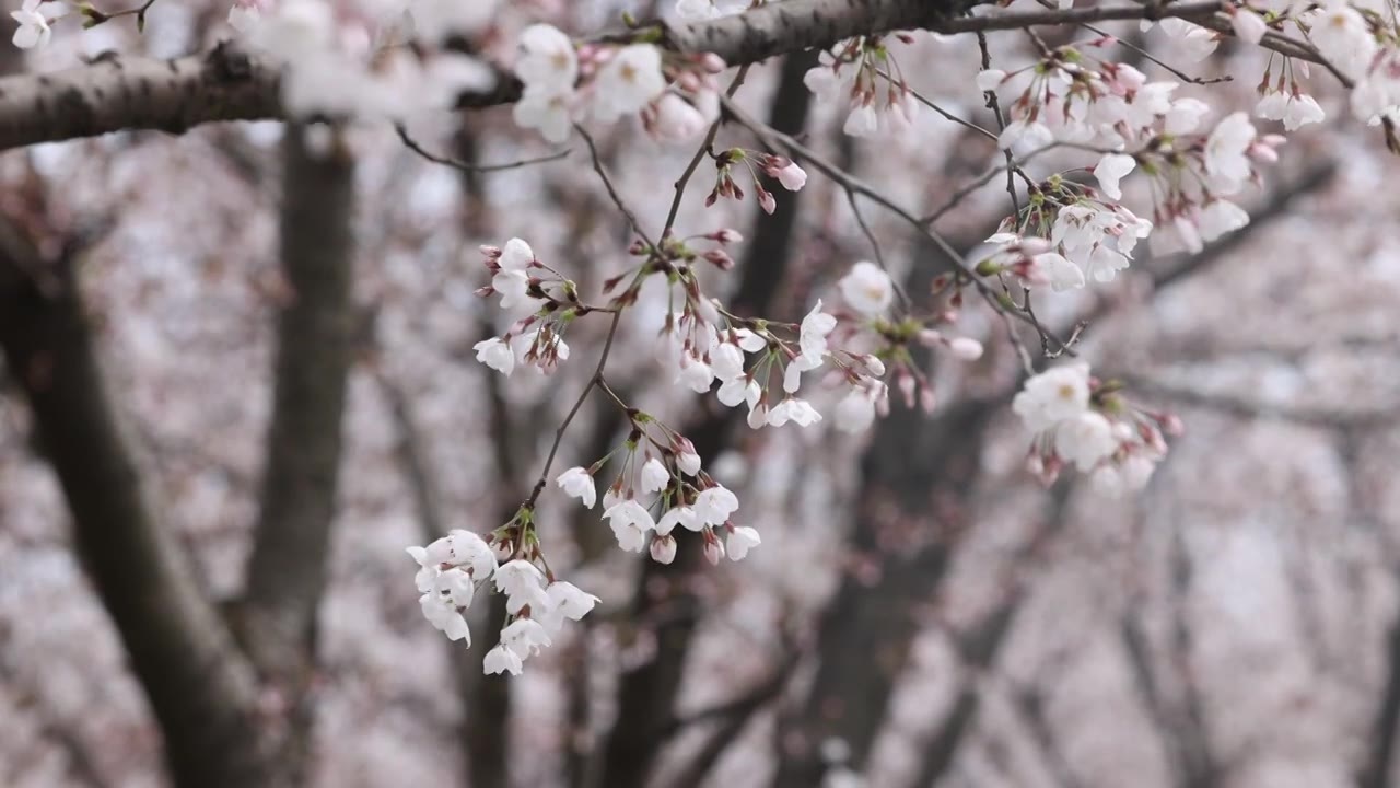 樱花1视频素材