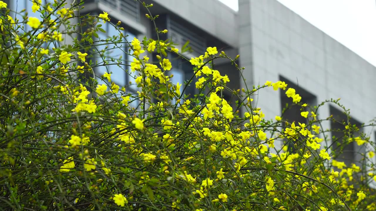 春天高档房地产小区庭院里的迎春花盛开视频下载