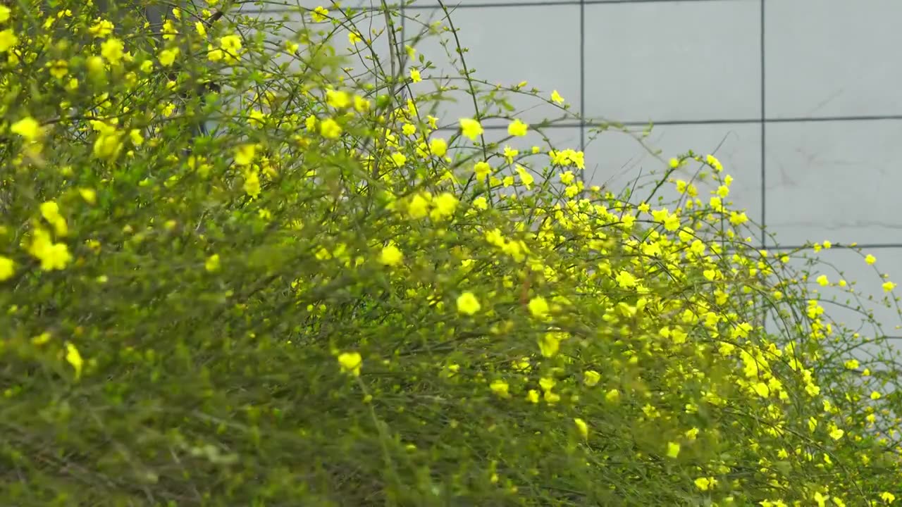 春天高档房地产小区庭院里的迎春花盛开视频下载